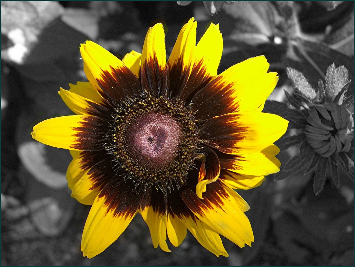 Rudbeckie