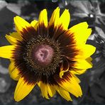 Rudbeckie