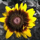 Rudbeckie