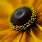 ... rudbeckie ...