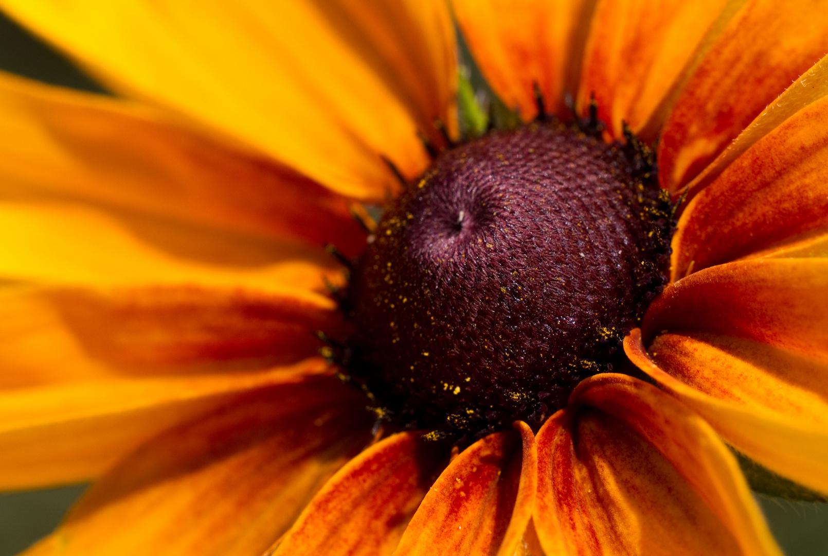 Rudbeckie