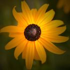 Rudbeckie