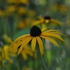 Rudbeckie II