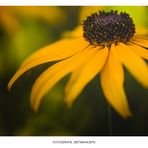 RUDBECKIE II