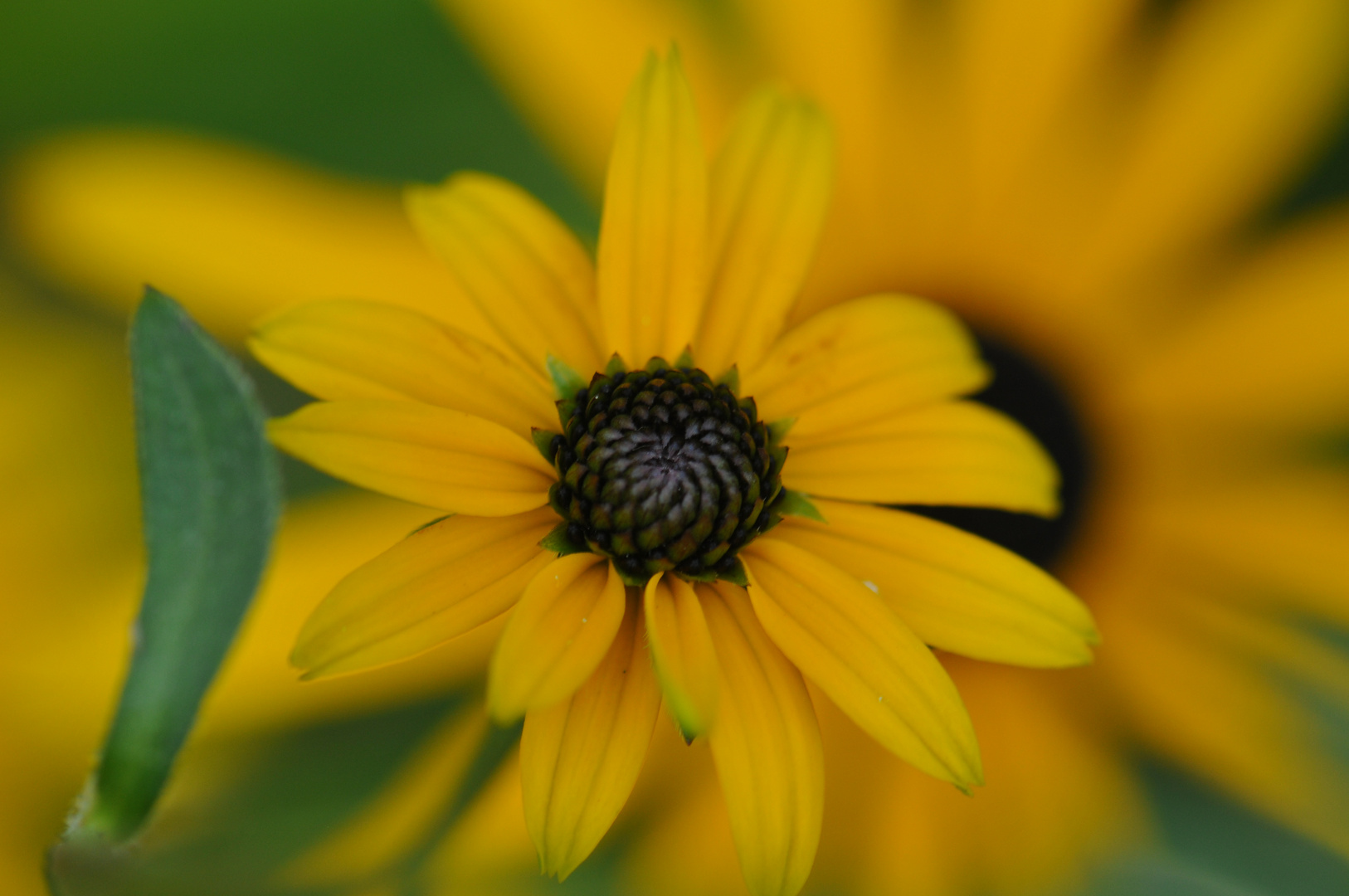 Rudbeckie III