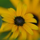 Rudbeckie III