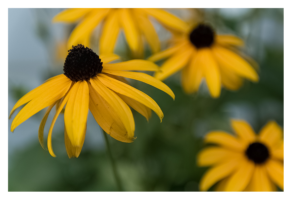 Rudbeckie III