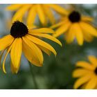 Rudbeckie III