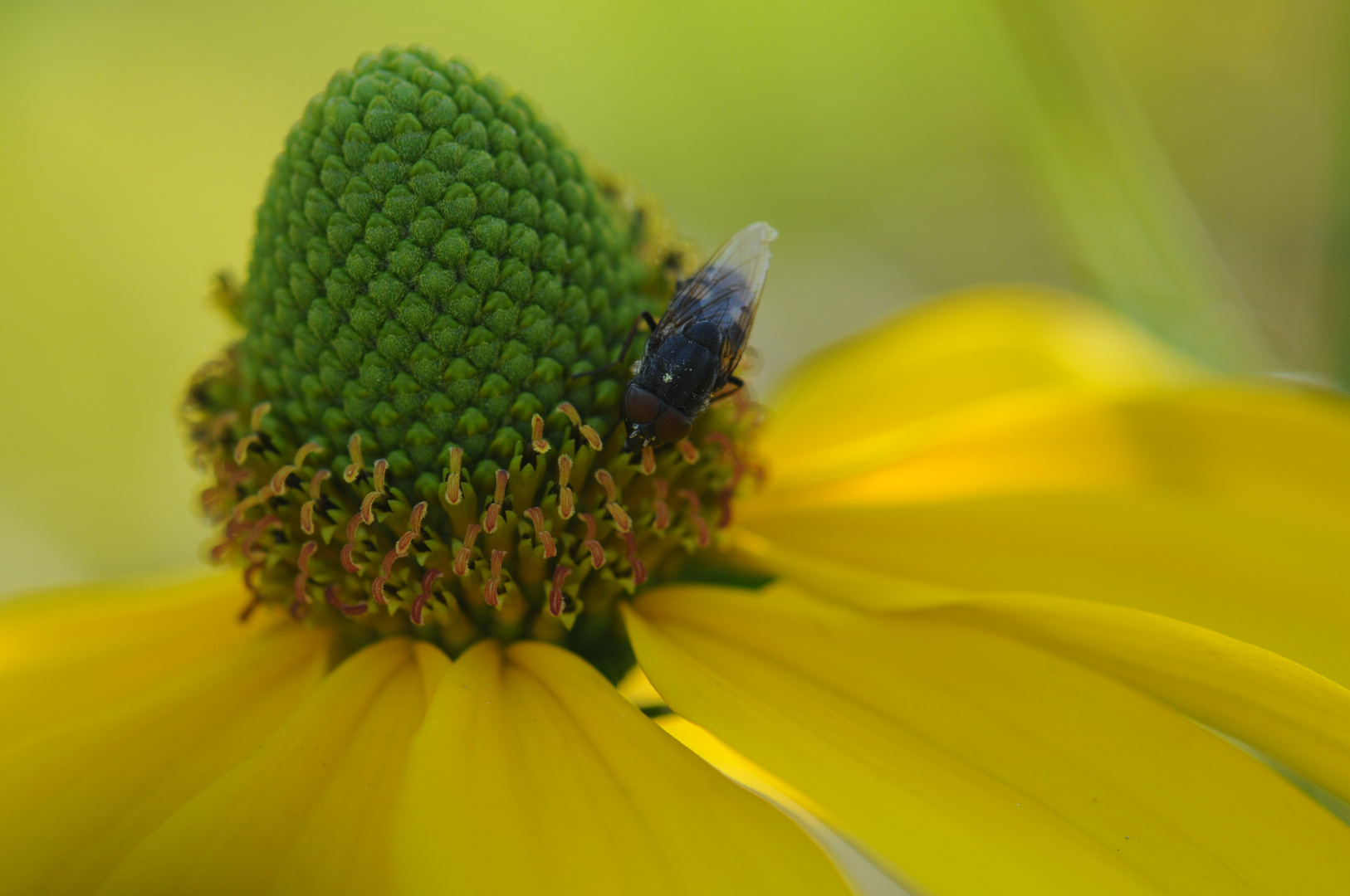 Rudbeckie mit Schwebfliege