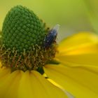 Rudbeckie mit Schwebfliege