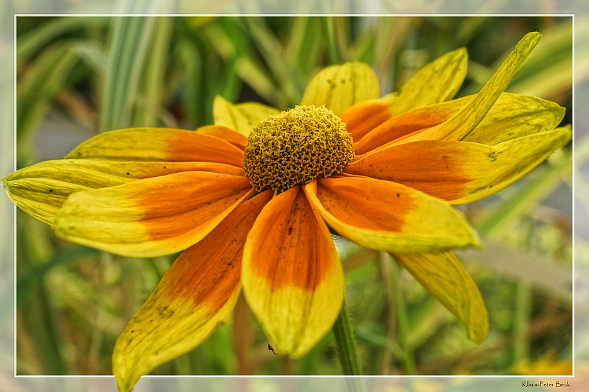 Rudbeckien