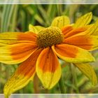 Rudbeckien