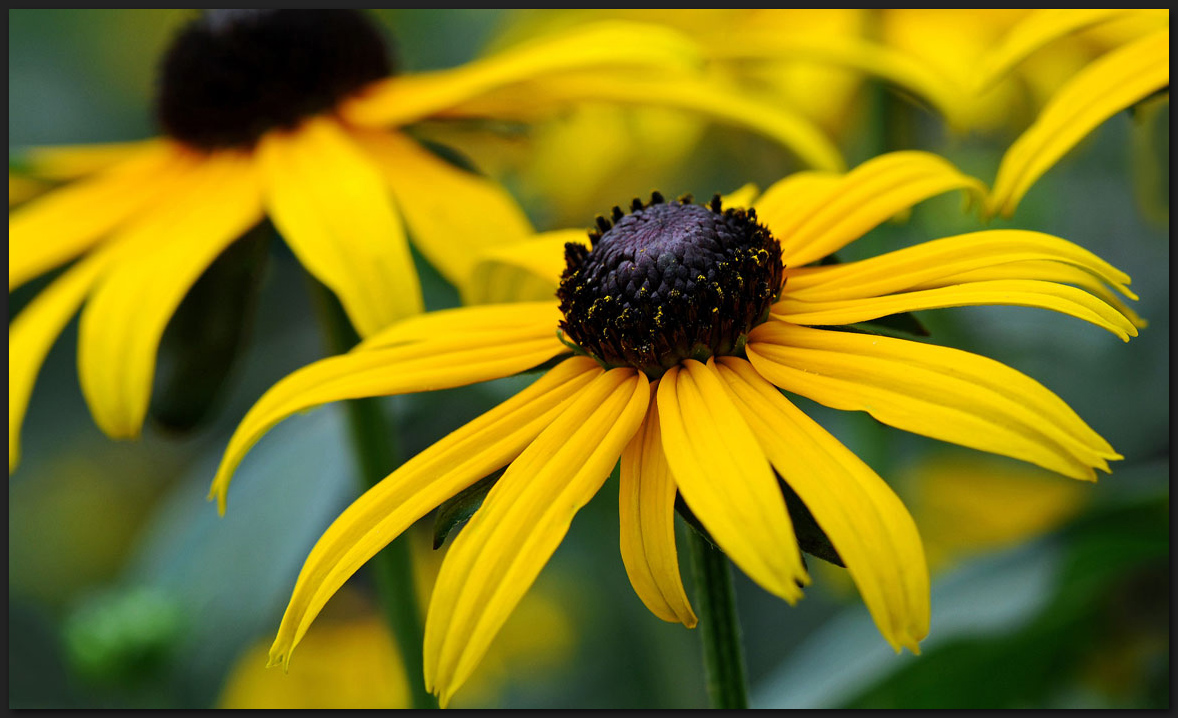 Rudbeckien