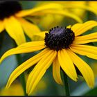 Rudbeckien