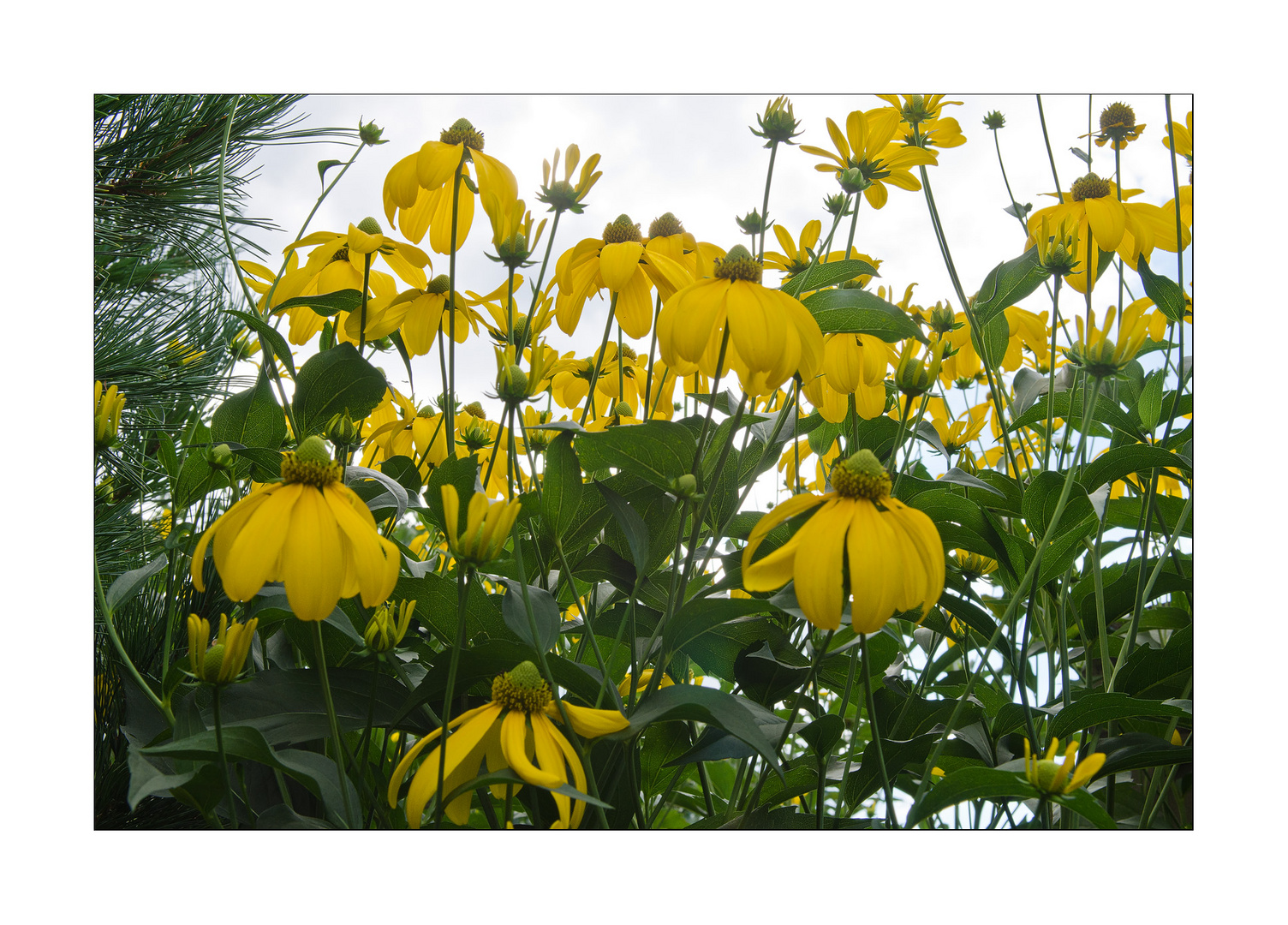 RUDBECKIEN