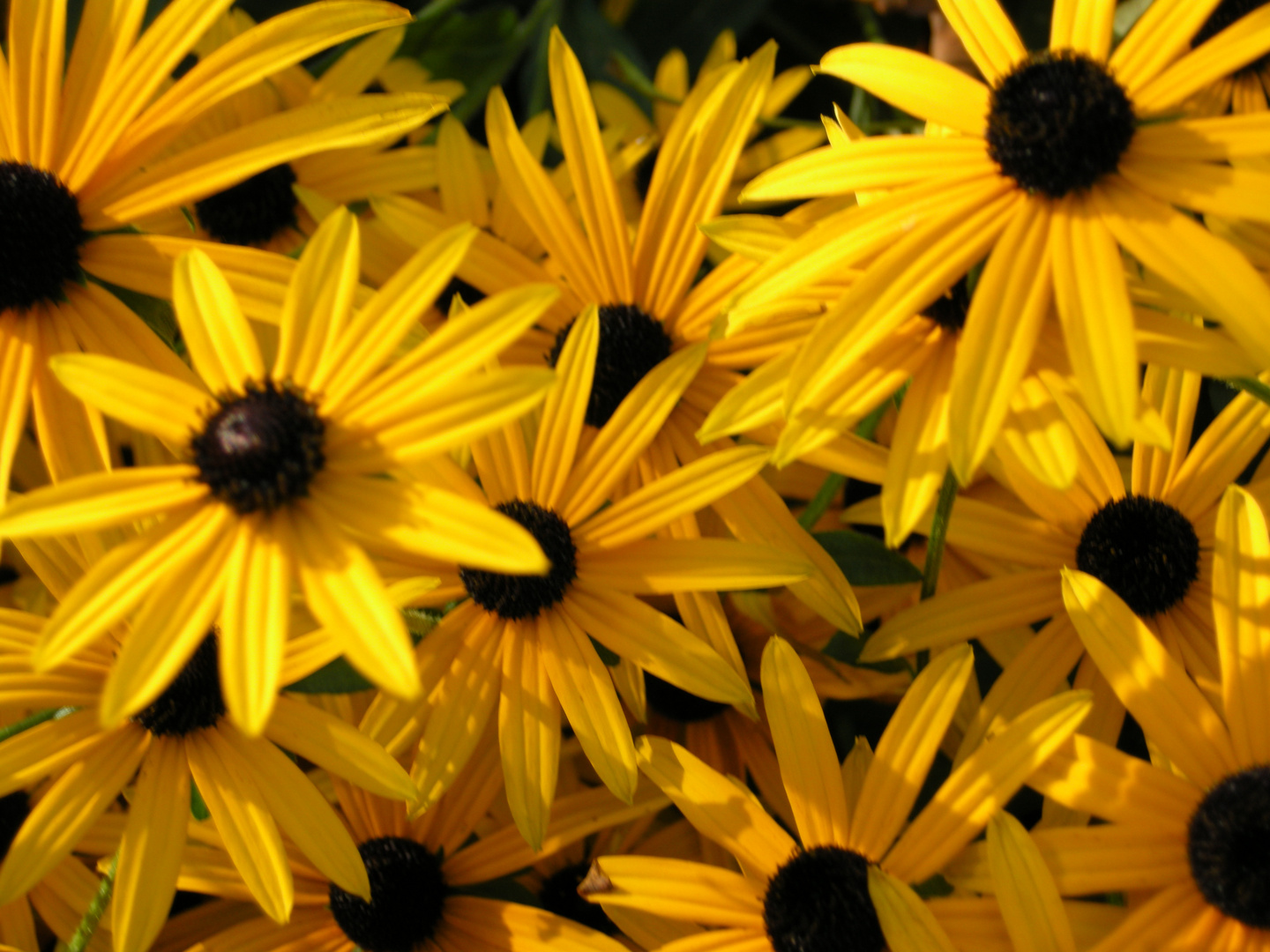 Rudbeckien