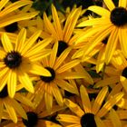 Rudbeckien