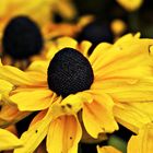 Rudbeckien