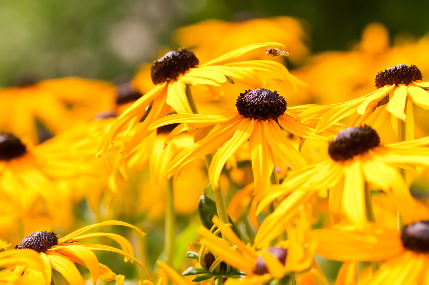 Rudbeckien