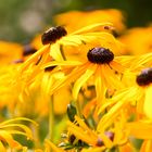 Rudbeckien