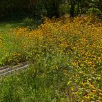 Rudbeckien im Garten