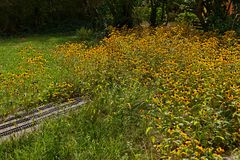 Rudbeckien im Garten