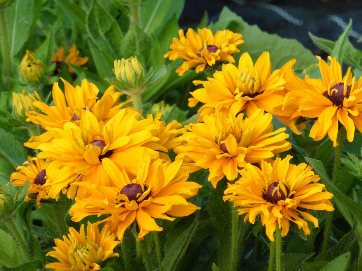 Rudbeckien in bester Gesellschaft