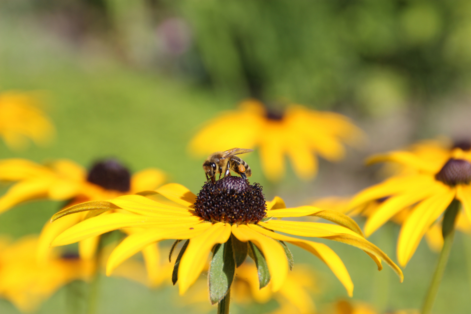 Rudbeckien mit Besucher