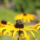 Rudbeckien mit Besucher