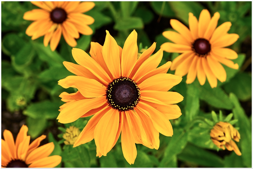 Rudbeckien (neu)