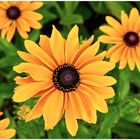 Rudbeckien (neu)