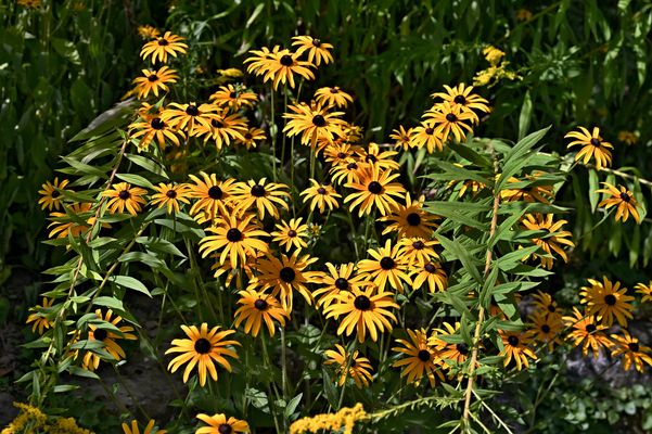 Rudbeckien und Goldruten