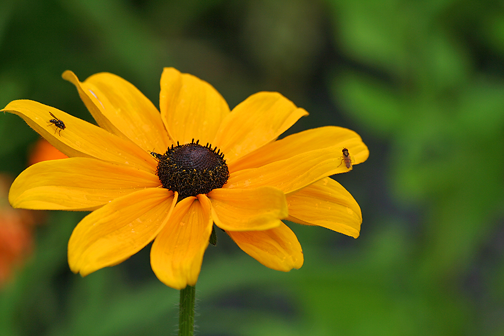 Rudbekia