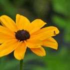 Rudbekia