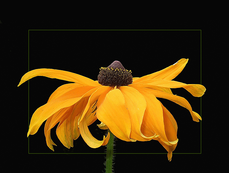 Rudbekia