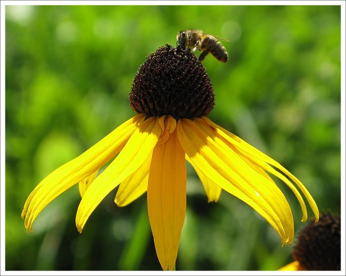 Rudbekia mit Bienchen