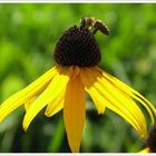 Rudbekia mit Bienchen