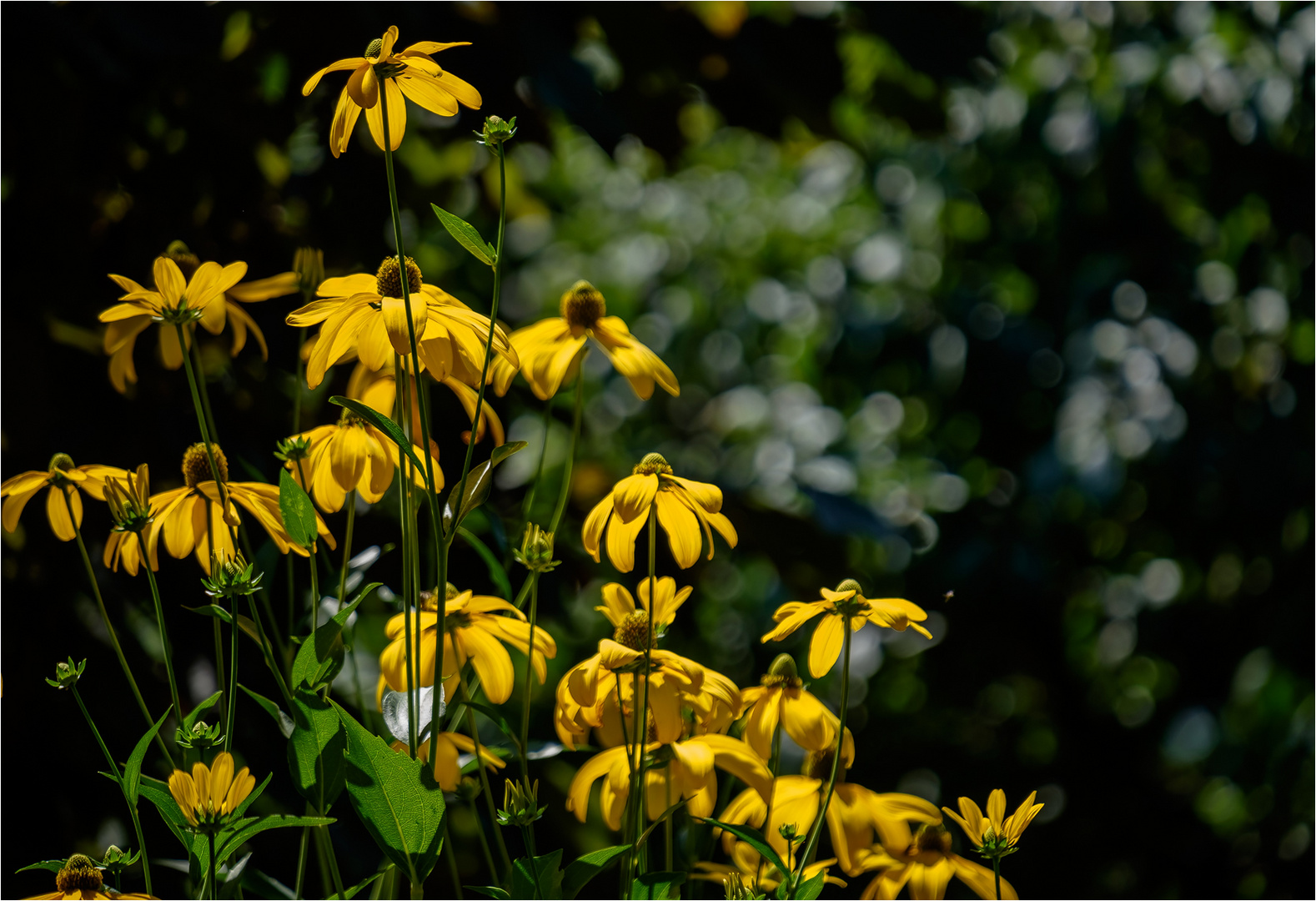 Rudbekias