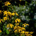 Rudbekias