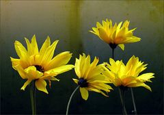 Rudbekien