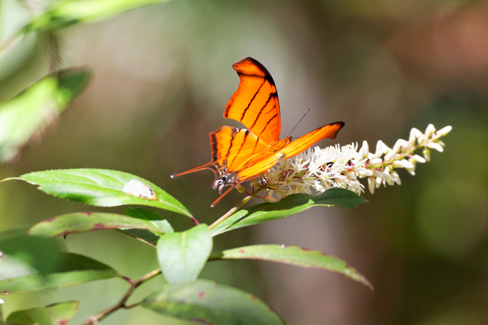 Ruddy daggerwing