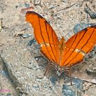 Ruddy Daggerwing, Marpesia petreus