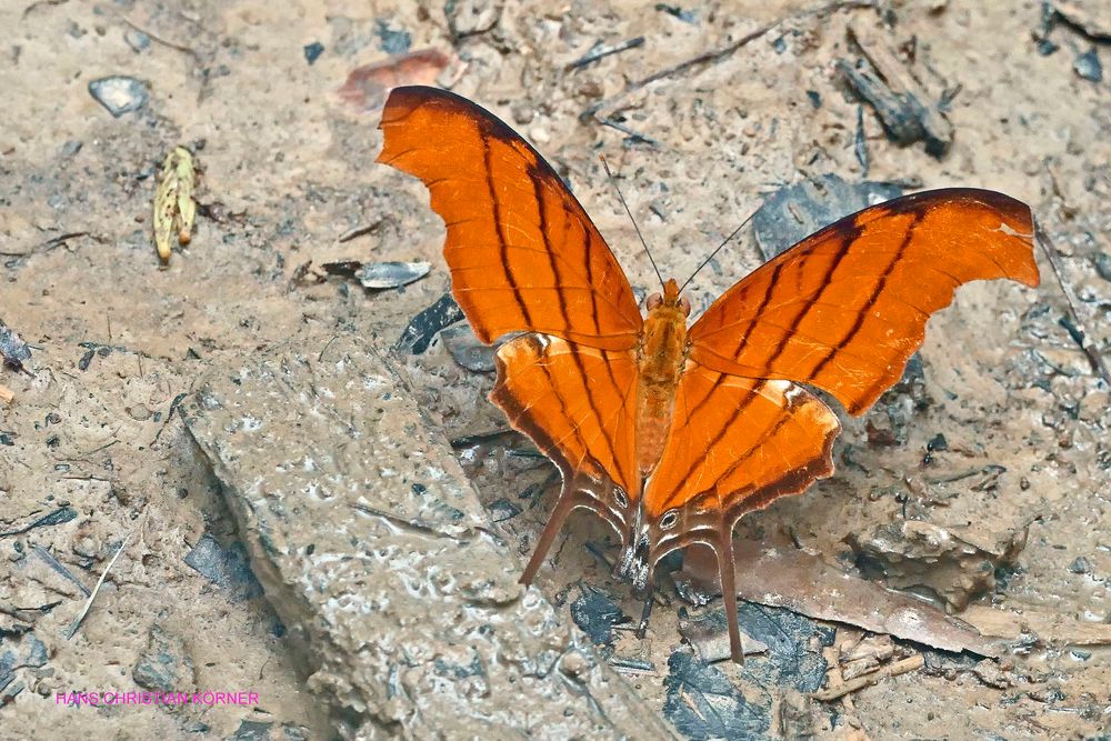 Ruddy Daggerwing, Marpesia petreus