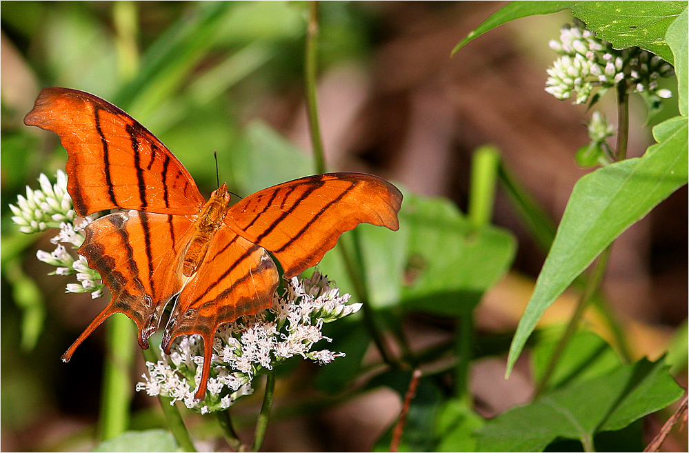 Ruddy Daggerwing (Marpesia petreus)