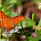 Ruddy Daggerwing (Marpesia petreus)