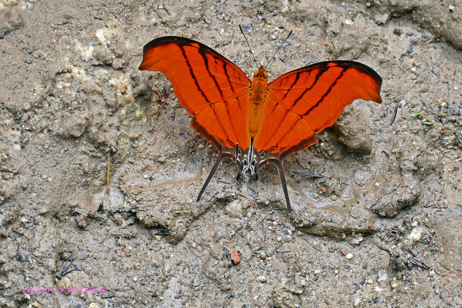 Ruddy Daggerwing, Marpesia petreus