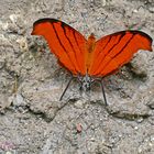 Ruddy Daggerwing, Marpesia petreus