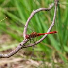 Ruddy Darter 