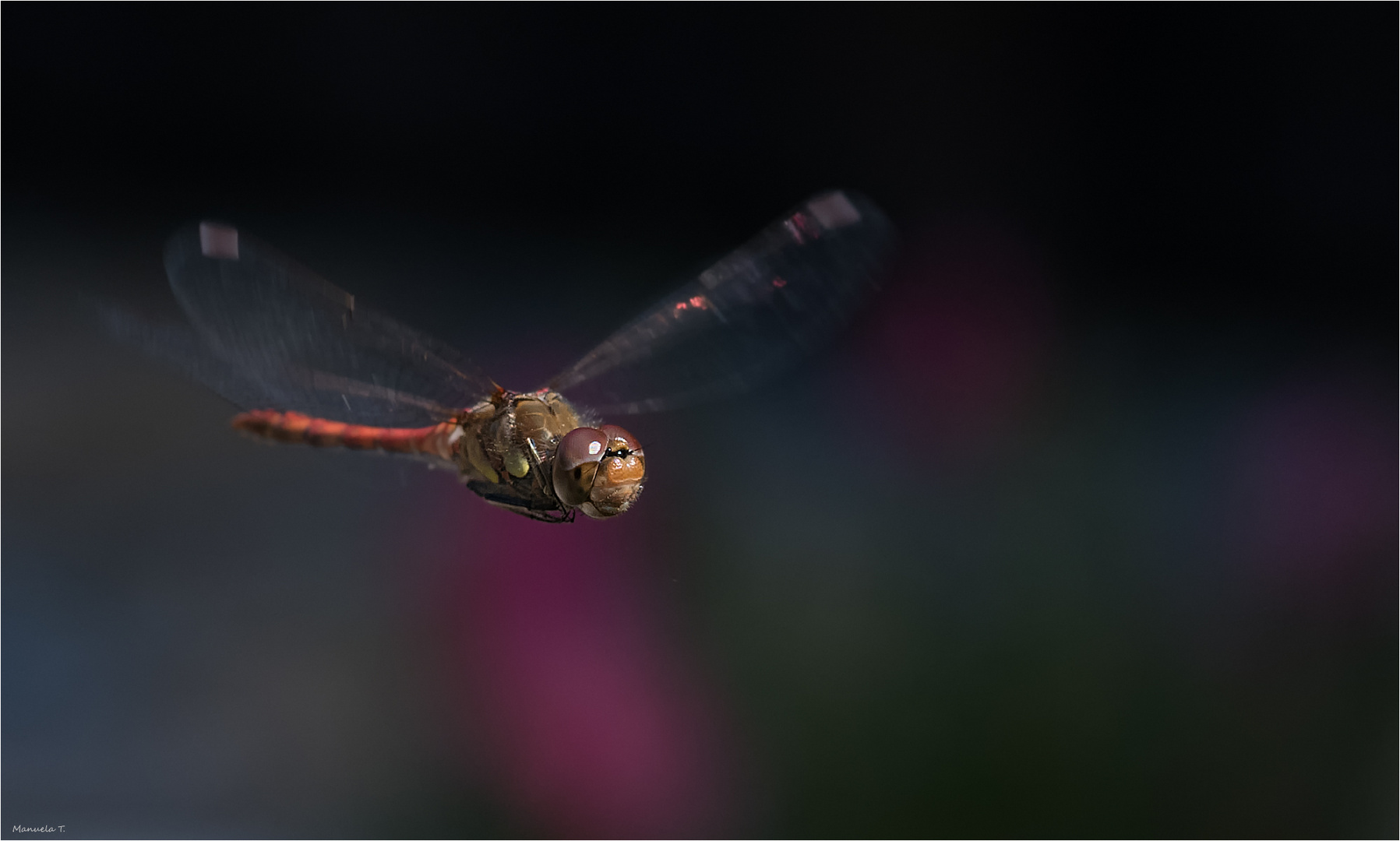 Ruddy darter