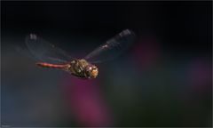 Ruddy darter